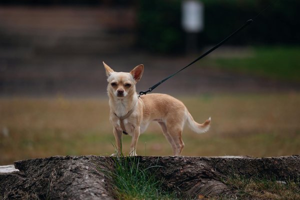 Les Rôles Primordiaux et les Responsabilités Clés d'un Psychothérapeute : Votre Guide Ultime pour Comprendre leur Pratique